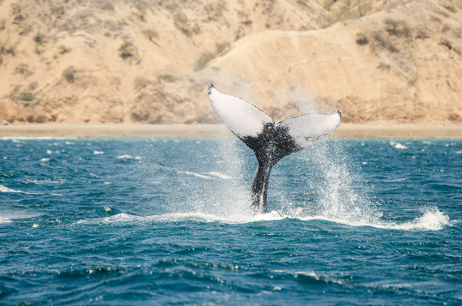 Whale Watching, San Mateo, 31 August 2019