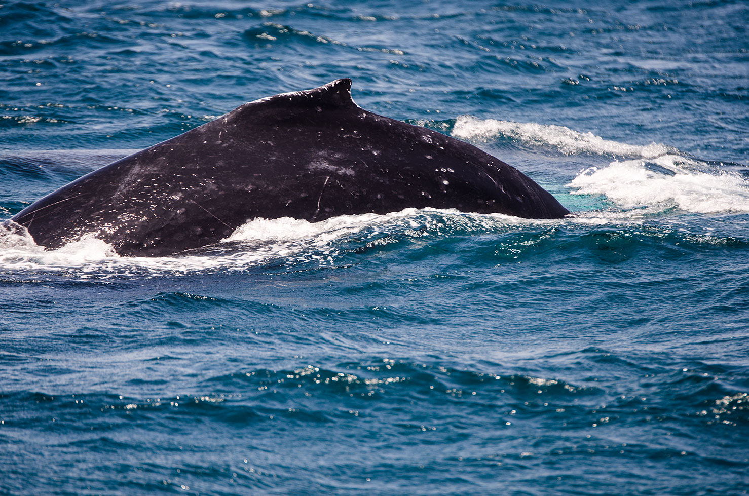 Whale Watching, San Mateo, 31 August 2019