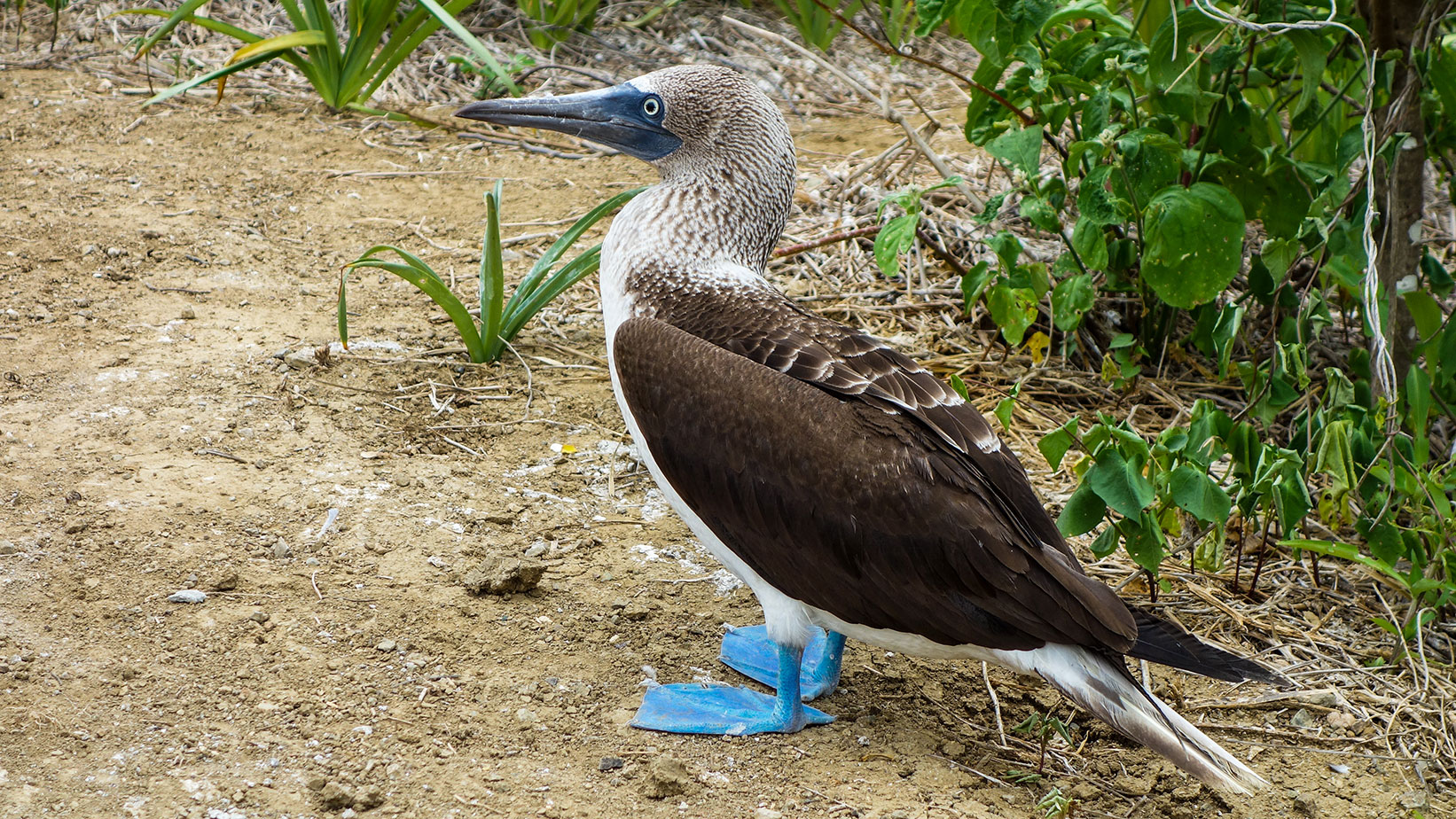 A Blue-footed Booby Introduces Himself